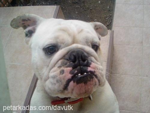 davut Erkek İngiliz Bulldog