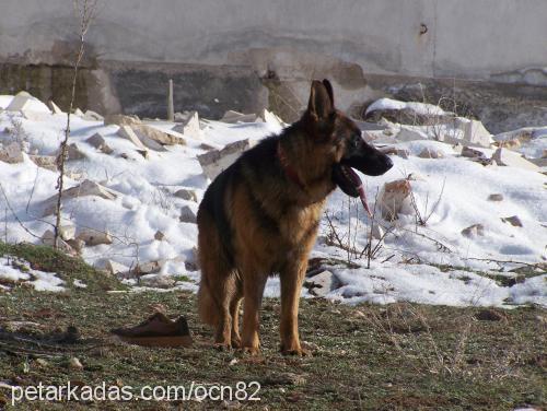 esco Erkek Alman Çoban Köpeği