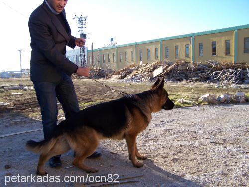 esco Erkek Alman Çoban Köpeği