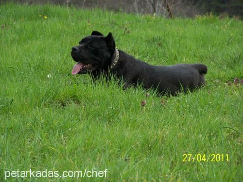 alex Erkek Cane Corso Italiano