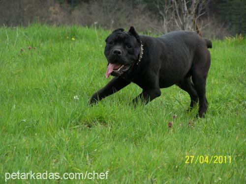 alex Erkek Cane Corso Italiano