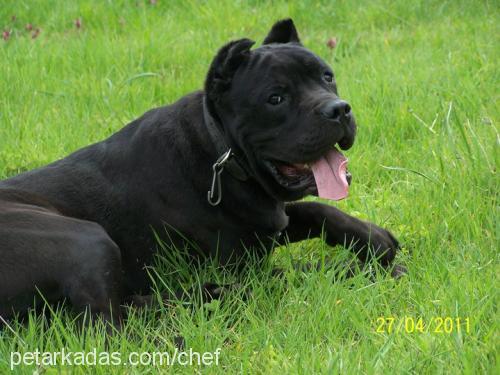 alex Erkek Cane Corso Italiano