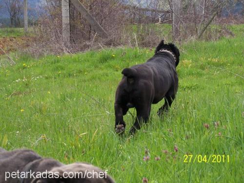 alex Erkek Cane Corso Italiano