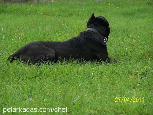 alex Erkek Cane Corso Italiano