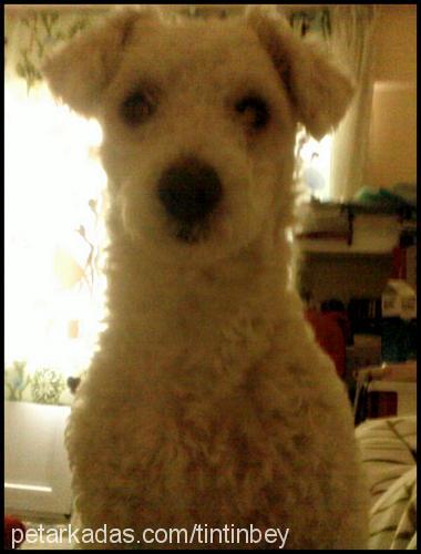 tintin Erkek Bichon Frise