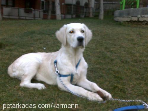 poker Erkek Golden Retriever