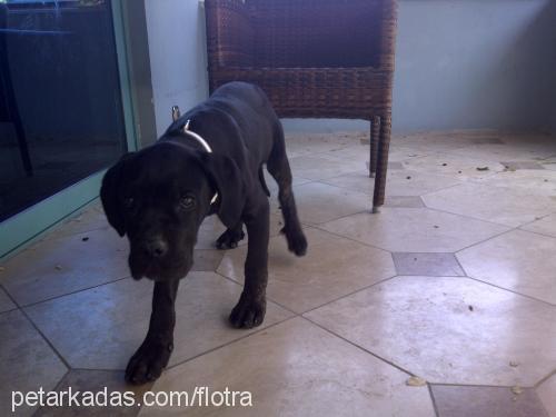 reyna Dişi Cane Corso Italiano