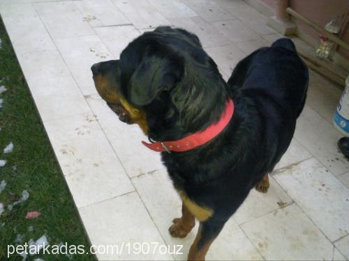 paşa Erkek Rottweiler