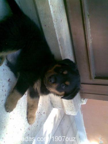 paşa Erkek Rottweiler