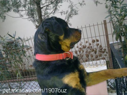 paşa Erkek Rottweiler