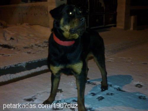 paşa Erkek Rottweiler