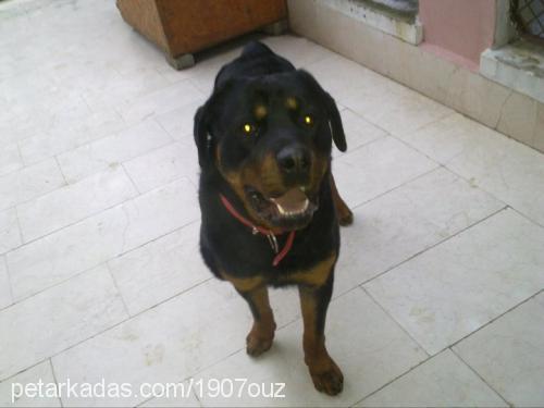 paşa Erkek Rottweiler