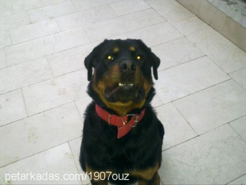 paşa Erkek Rottweiler