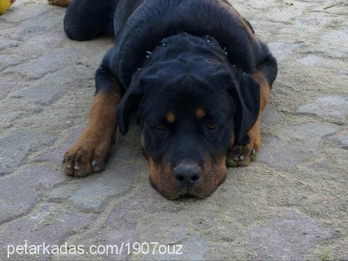 paşa Erkek Rottweiler