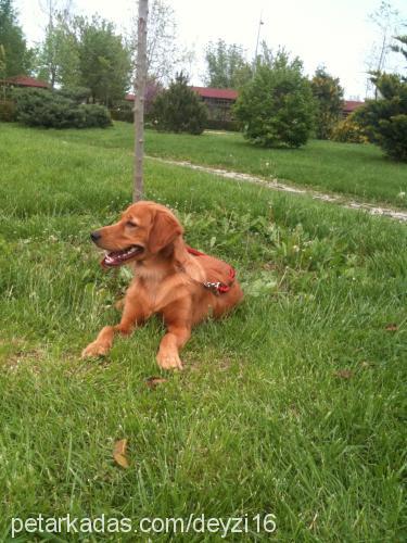 tequila Erkek Golden Retriever