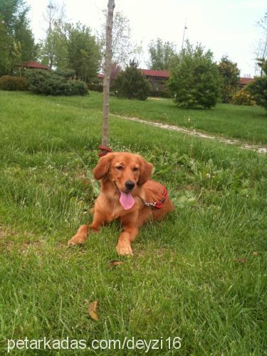 tequila Erkek Golden Retriever