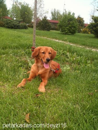 tequila Erkek Golden Retriever