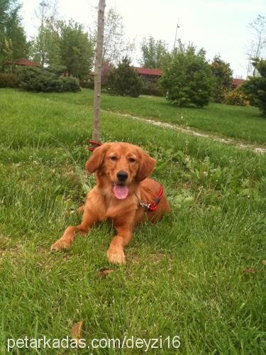 tequila Erkek Golden Retriever