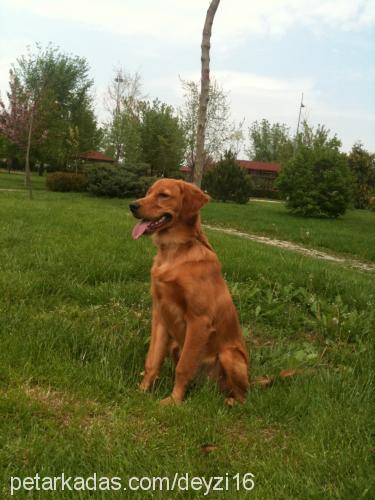 tequila Erkek Golden Retriever