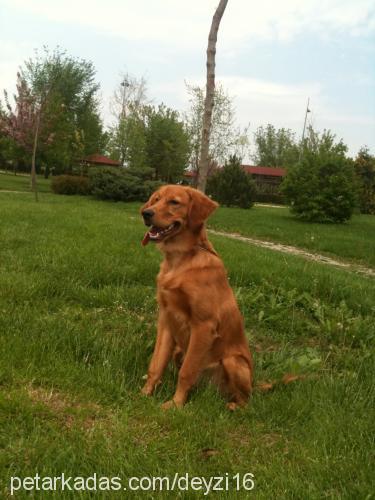 tequila Erkek Golden Retriever