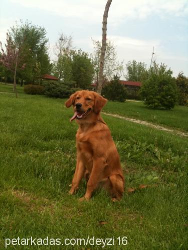 tequila Erkek Golden Retriever