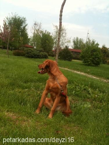 tequila Erkek Golden Retriever