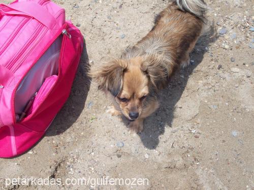 molly Dişi Tibetli Spaniel