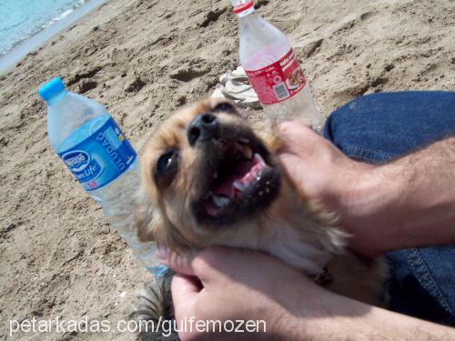 molly Dişi Tibetli Spaniel