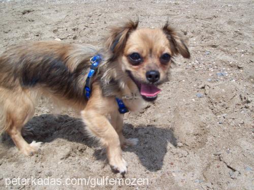 molly Dişi Tibetli Spaniel