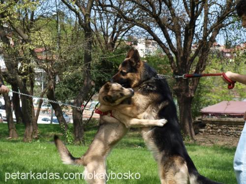 bosko Erkek Alman Çoban Köpeği