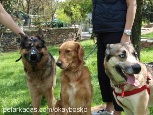 bosko Erkek Alman Çoban Köpeği