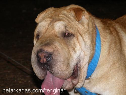 paşa... Erkek Çin Shar-Pei