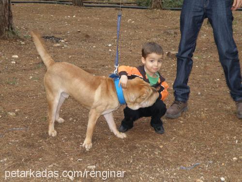 paşa... Erkek Çin Shar-Pei