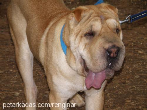 paşa... Erkek Çin Shar-Pei