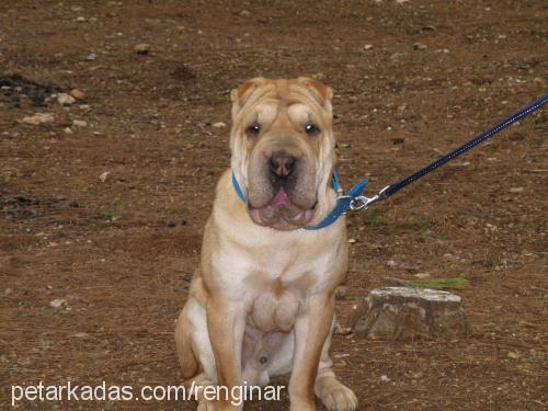 paşa... Erkek Çin Shar-Pei