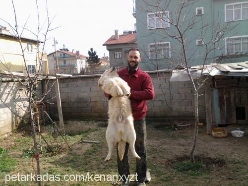 efe Erkek Golden Retriever