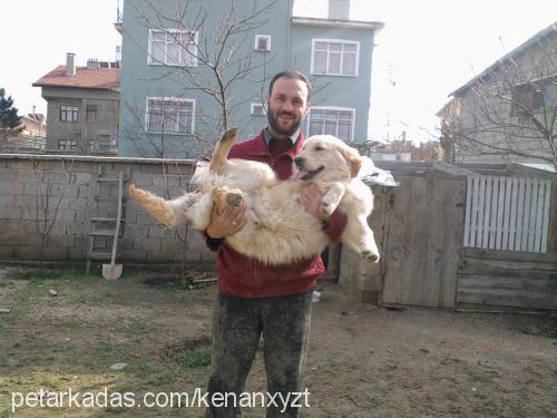 efe Erkek Golden Retriever