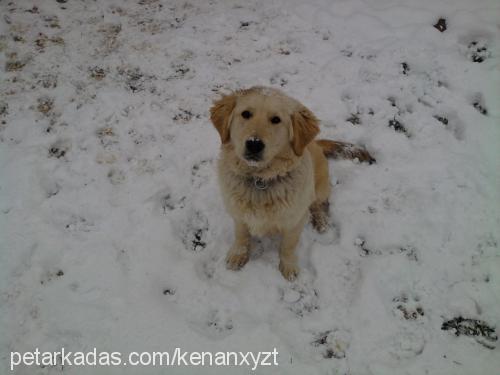 efe Erkek Golden Retriever