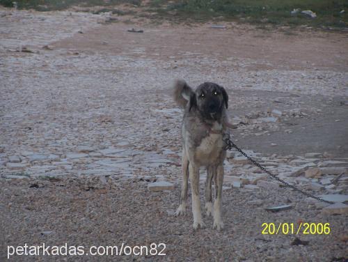 kariŞik Erkek Kangal