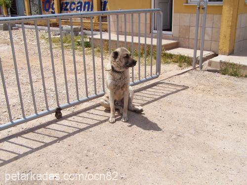 kariŞik Erkek Kangal