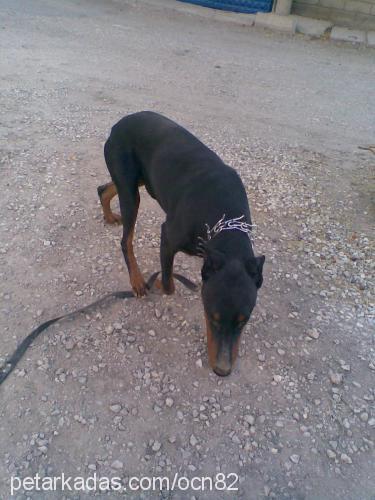 paşa Erkek Doberman Pinscher