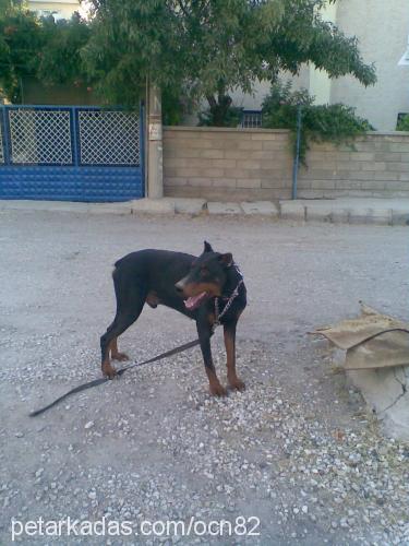 paşa Erkek Doberman Pinscher