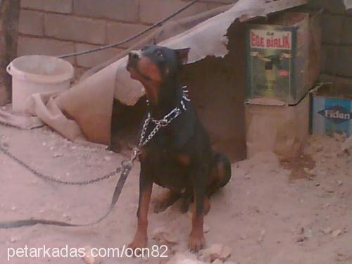 paşa Erkek Doberman Pinscher