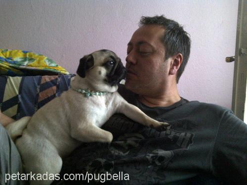 bella Dişi Pug