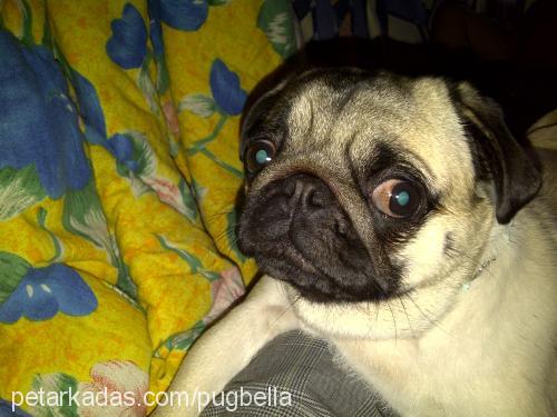 bella Dişi Pug