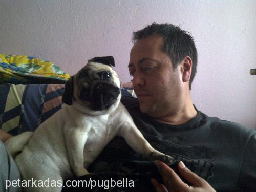 bella Dişi Pug