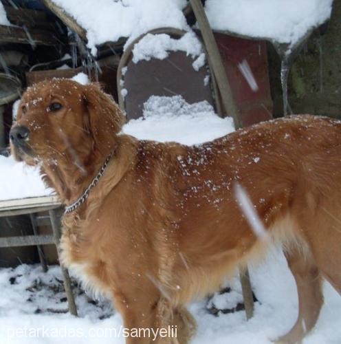 kontes Erkek Golden Retriever