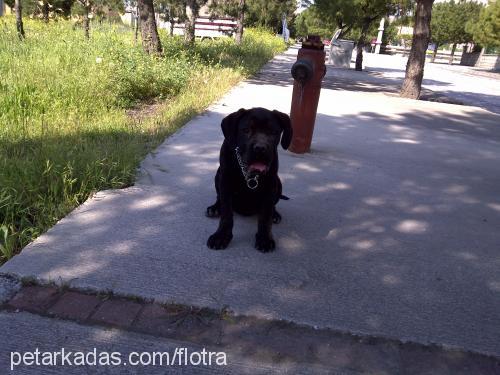 reyna Dişi Cane Corso Italiano