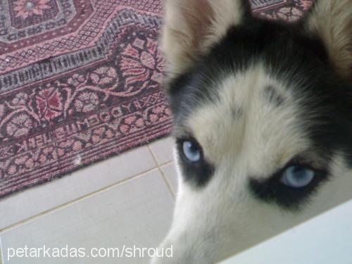 yağmur Dişi Sibirya Kurdu (Husky)