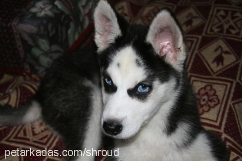 yağmur Dişi Sibirya Kurdu (Husky)